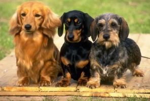 alojamientos para perros en mendoza Alianza Canina Argentina Internacional - Criadero Piere Mapu