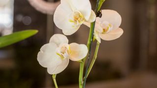 paisajistas mendoza Di Fiore Plantas