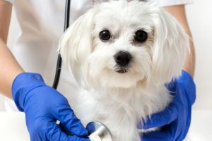 clinicas perros mendoza Veterinaria VILLA HIPÓDROMO Clínica y cirugía en animales convencionales y exóticos