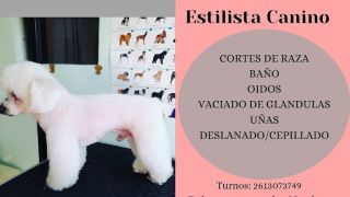 cursos peluqueria canina mendoza Sexta PET Peluqueria Canina