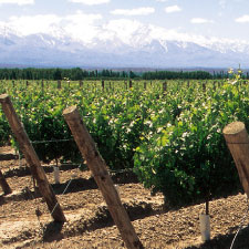 bodegas vino mendoza Coop Vitivinicola Ing Giagnoni